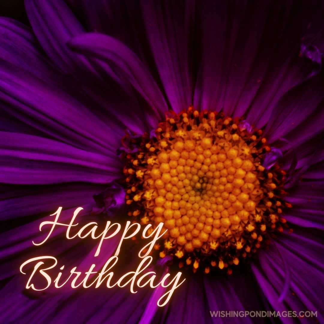 Close-up of Aster flower. Happy Birthday Purple Flower Images